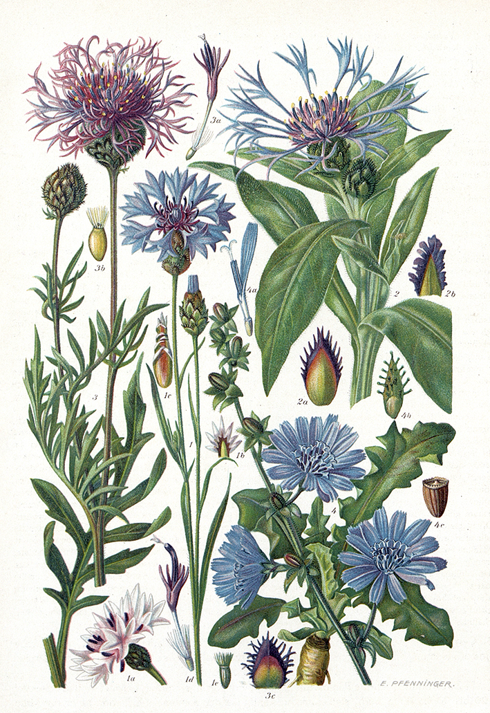 Centaurea